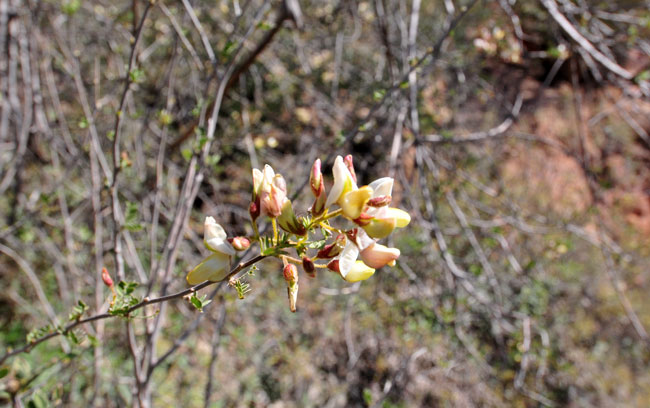 Rosary Babybonnets leaves are green and pinnately compound. Plants preferred habitats include washes, canyons and dry rocky slopes. Coursetia glandulosa